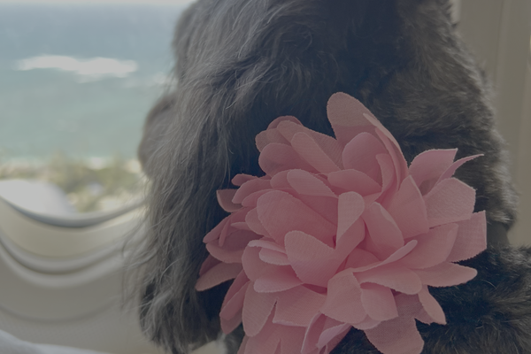 Bringing Your Pet to Maui: What You Need to Know about Direct Release and Quarantine