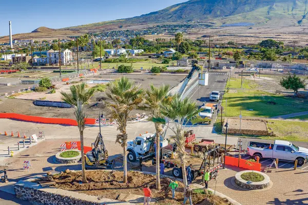 Live Aloha, Give Aloha: Treecovery