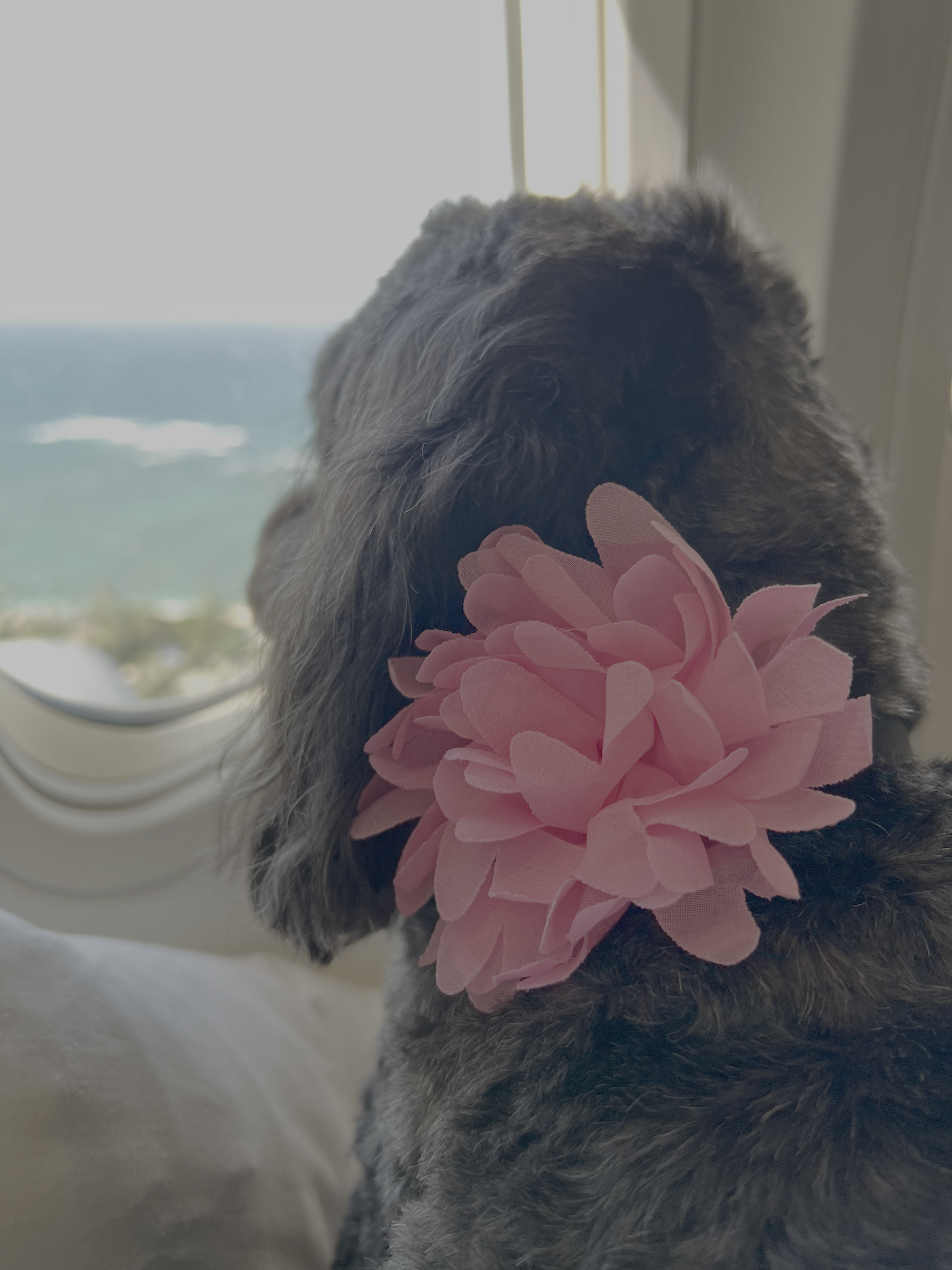Traveling with your dog to Maui